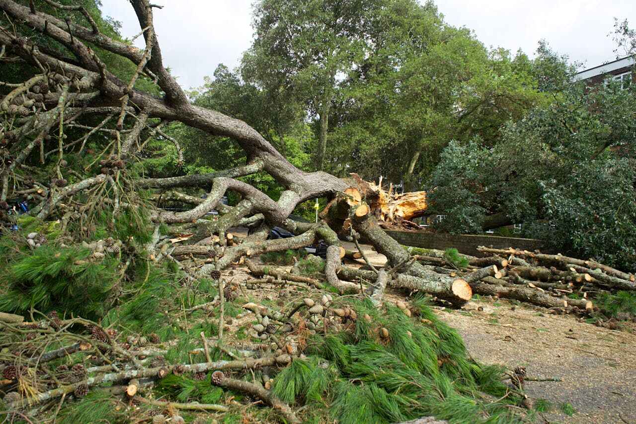 Tree Root Removal in Rockville, MN